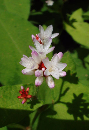 　ミゾソバ　　Persicaria thunbergii