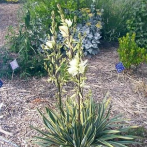 palmlelie, yucca