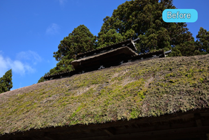 茅葺屋根の葺き替え　差し茅作業　before