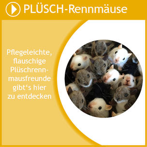 Hier geht es zu den pflegeleichten Plüschrennmäusen.