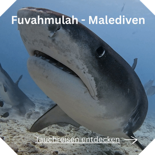 Tigerhaie Malediven