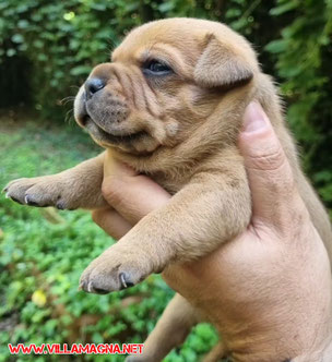 un cucciolo Staffordshire Bull Terrier in tutta la sua espressività