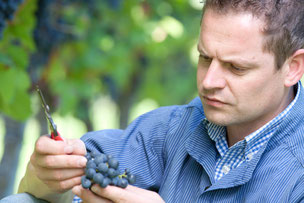 Spitzen-Winzer Alexander Laible bei der Ernte