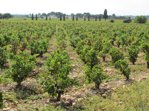 Weinberge in Châteauneuf du Pape
