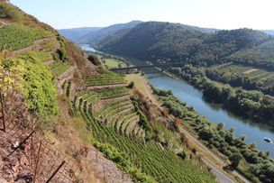 Calmont an der Mosel - steilster Weinberg der Welt