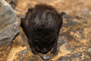 Mops-Fledermaus, fotografiert von Thomas Grimm