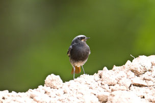 Hausrotschwanz-Männchen, fotografiert von Günter Lessenich