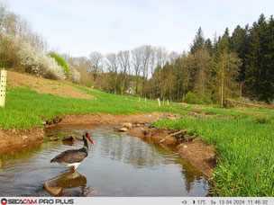 Schwarzstorch auf einem unserer Schutzgebiete von einer Wildkamera eingefangen