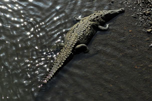 Krokodil am Fluss Tarcoles, Costa Rica