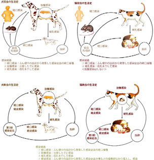 ニャンコのカイチュウ - 長谷川動物病院 土日も診療