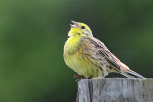 Das Männchen der Goldammer verrät sich schnell durch seinen Gesang