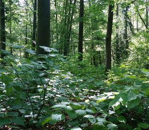 Ein sonnendurchfluteter Sommerwald in üppigem grün.