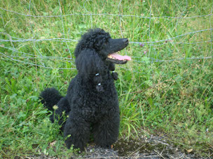 Mittelpudel Monty