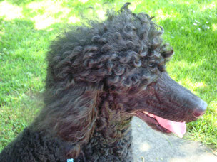 Monty, ein treuer Begleiter