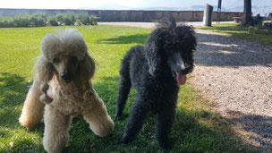 Monty in Memoriam