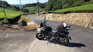 P-01　R1からそれた静岡茶畑の中の道