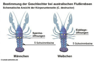 Geschlechtsbestimmung. Oben: Gattung Cherax. Unten: Gatung Cambarellus und Procambarus.