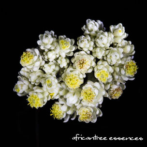 インベーポー(ヘリクリサム)の花