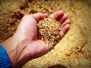 Les céréales de la Ferme sont utilisés pour nourrir nos animaux.