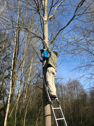 Anbringung Fledermauskasten ( nabu wa)