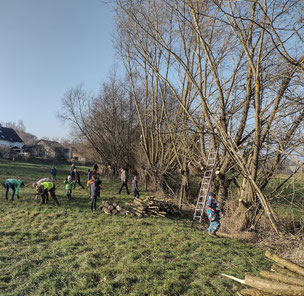 alle helfen mit bei der Kopfweidenpflege ( NABU Waldbröl)