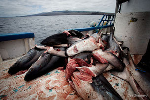 le "Shark Finning" illégal photo Sea Shepherd/ Tim Watters