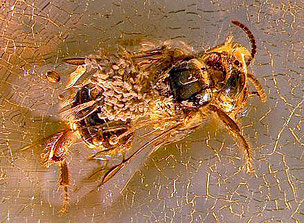 abeille portant pollines d'orchidée noyée dans de l'ambre 20 millions d'années