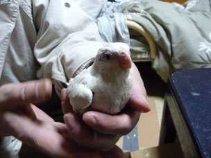 アルビノオカメインコな仲間入りしました。