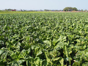 漬物原料野菜を自社栽培