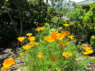 Californian poppy in our terrace garden