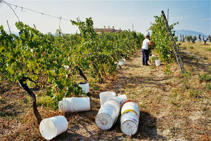 Beginn der Weinernte in Savignano Sul Rubicone