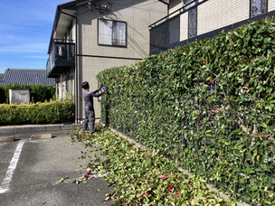 植栽管理、マンション・コーポの剪定作業の様子