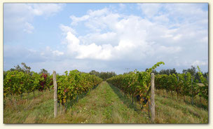 Weinberg von Rico Leonhardt in Bad Liebenwerda