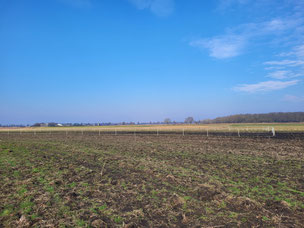 Feld bei Wallerstädten