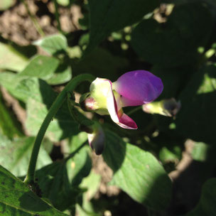 Potager, plant, haricot, fleur, Hautes Alpes, Gap, Kitchen Garden, bean, flower