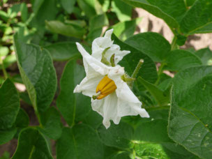 Fleur de pommes de terre