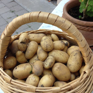 Potager, Gap, Hautes Alpes, kitchen garden, pommes de terre, potatoes, récolte