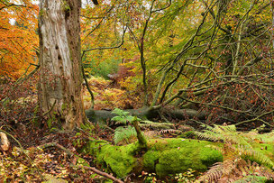 zweiter Nationalpark NRW Hürtgenwald Rothaarkamm Reichswald Egge Nord und Süd Arnsberger Wald Ebbegebirge NABU Düren