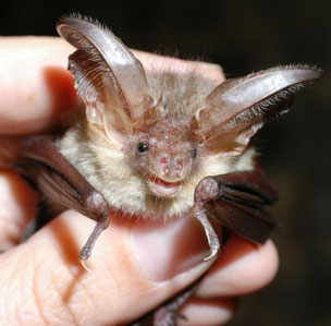 Fledermausnacht Zitadelle Jülich Artenschutz Fledermaus Fledermäuse Arbeitskreis Fledermausschutz NABU Düren