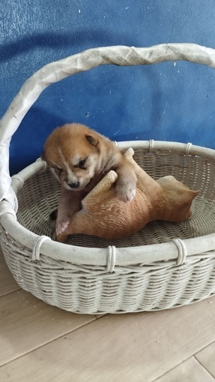 愛犬 牧場 (ペットショップ) ユニコーンヒル ホームページ 子犬 愛犬 牧場 (ペットショップ) ユニコーンヒル ホームページ 子犬