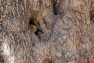 junger Wiedehopf - Young Hoopoe, Cyprus, 15.05.2019 