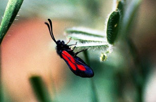 Z. (nevadensis) atlantica (Moyen Atlas central)