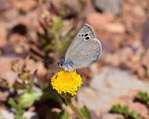 G. melanops alluaudi, mâle, Igherm, Anti-Atlas sud-occidental, 2018, ©Frédérique Courtin-Tarrier  