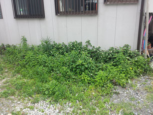 草取り