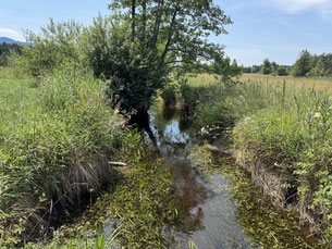 Natur-Foto