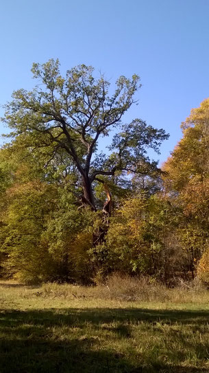 Eiche im Tiergarten in Dessau