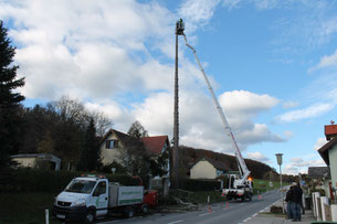 Buamfällung im Bezirk Mödling