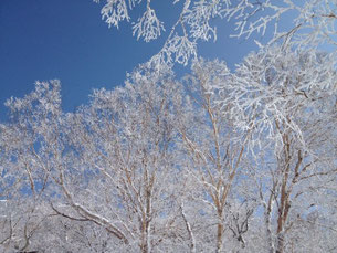 雪をまとった木々と青空