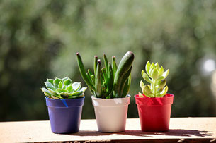 オレンジ、紫、白のパンジーの鉢植え。