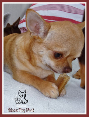 Jeune chiot chihuahua femelle du Grisous'Tiny World